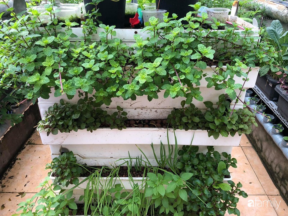 Ông bố Sài Gòn bỏ chi phí 30 triệu để nuôi cá, trồng rau đủ loại trên sân thượng 45m²-7