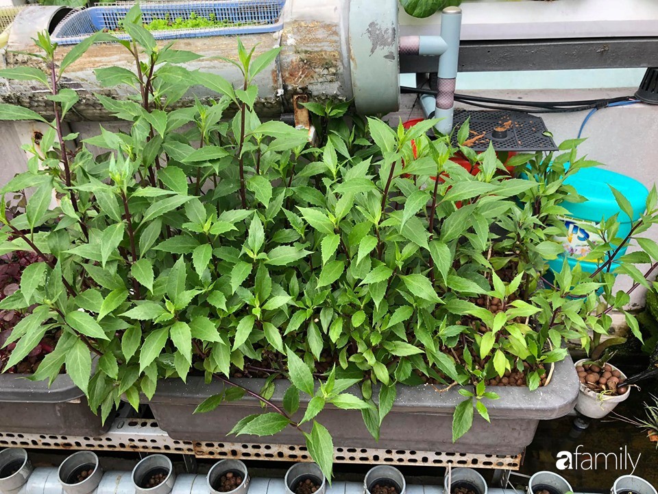 Ông bố Sài Gòn bỏ chi phí 30 triệu để nuôi cá, trồng rau đủ loại trên sân thượng 45m²-8