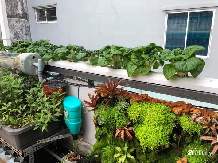 Ông bố Sài Gòn bỏ chi phí 30 triệu để nuôi cá, trồng rau đủ loại trên sân thượng 45m²-10