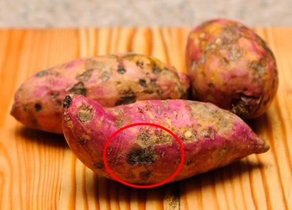 Thấy khoai lang có điểm đặc biệt” này hãy ném bỏ ngay, cố tình ăn sẽ mang độc vào người-2