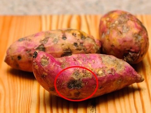 Thấy khoai lang có điểm “đặc biệt” này hãy ném bỏ ngay, cố tình ăn sẽ mang độc vào người