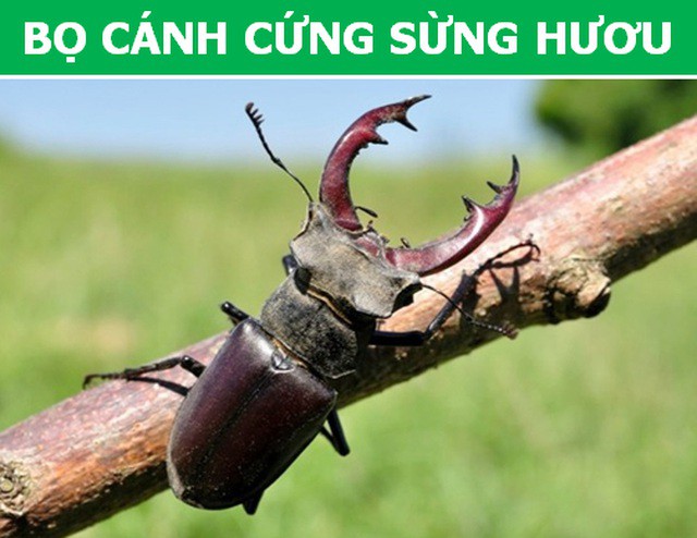 Những loài động vật kỳ lạ, giá trên trời vẫn được các đại gia săn lùng-1