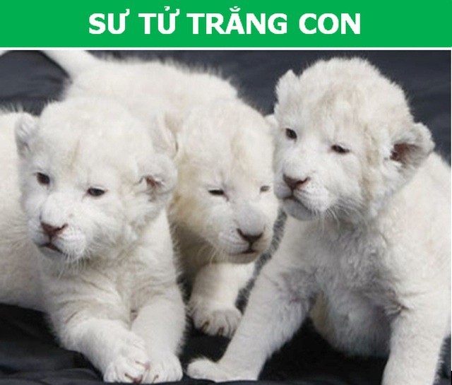 Những loài động vật kỳ lạ, giá trên trời vẫn được các đại gia săn lùng-2