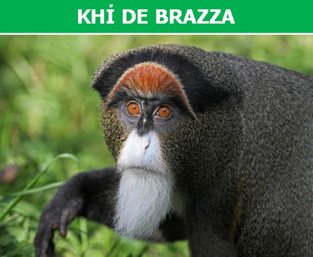 Những loài động vật kỳ lạ, giá trên trời vẫn được các đại gia săn lùng-4