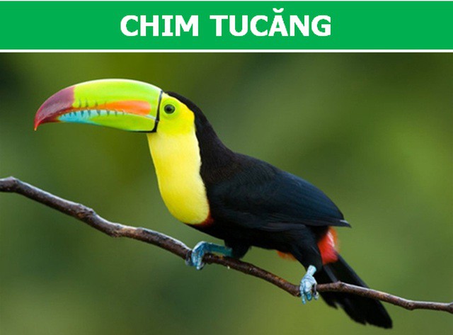 Những loài động vật kỳ lạ, giá trên trời vẫn được các đại gia săn lùng-5