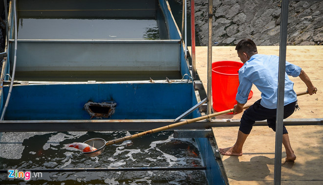 Cá Koi sông Tô Lịch chết có thể do bị phá hoại-1