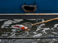 Cá Koi sông Tô Lịch chết có thể do bị phá hoại