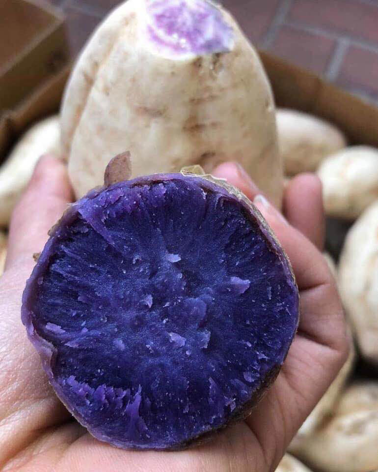 Tin lời phòng chống ung thư, ăn khoai lang tím Úc giá đắt gấp 20 lần-1