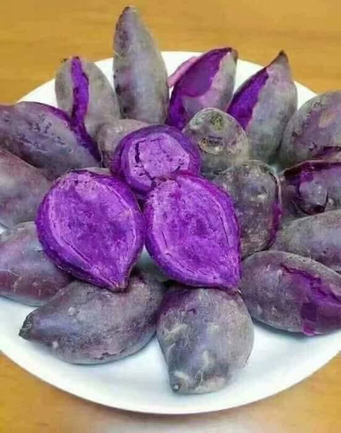Tin lời phòng chống ung thư, ăn khoai lang tím Úc giá đắt gấp 20 lần-3