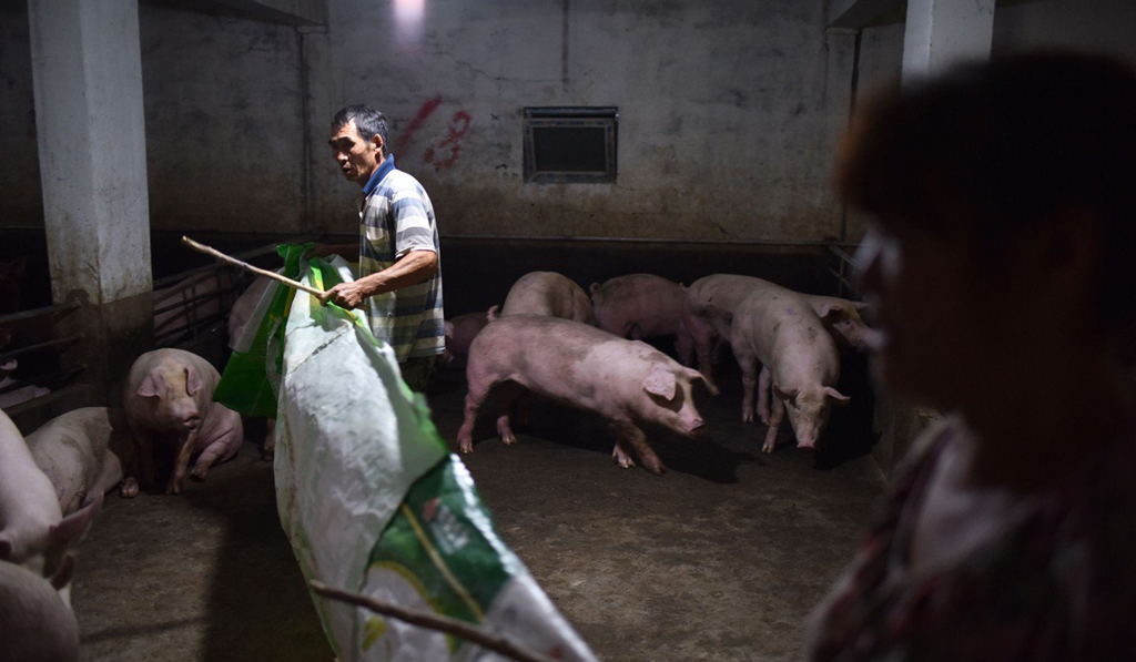 Thịt lợn là cơn đau đầu nghiêm trọng nhất của Chủ tịch Tập Cận Bình-3