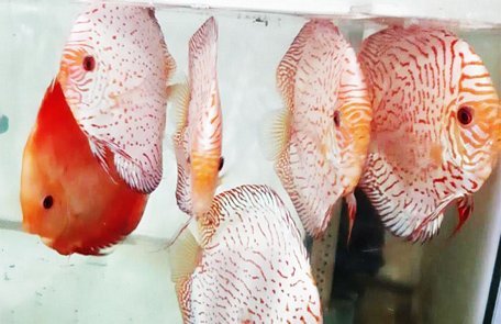 Người nuôi cá cảnh độc, lạ được Thủ tướng tặng 2 bằng khen là ai?-2