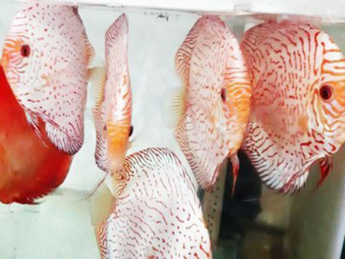 Cất 2 tỷ bên trong bể cá cảnh, ông chủ mỗi lần thay nước đều phải rón rén làm một công việc vô cùng vất vả-4