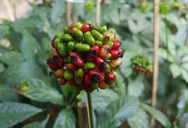 Hơn trăm nghìn một hạt bé tẹo, muốn mua cũng khó-1