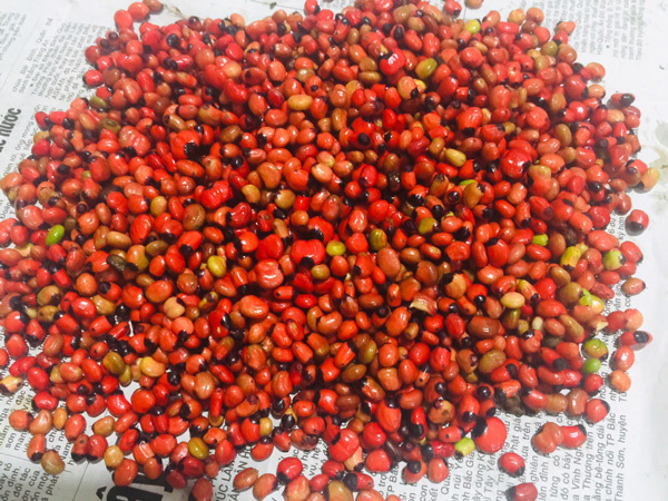 Hơn trăm nghìn một hạt bé tẹo, muốn mua cũng khó-3