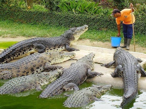 Người đàn ông tay không vật lộn với cá sấu trong hồ bơi-1