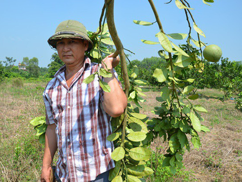 Bưởi da xanh giảm giá còn 30.000 đồng/kg vẫn ế sưng-8