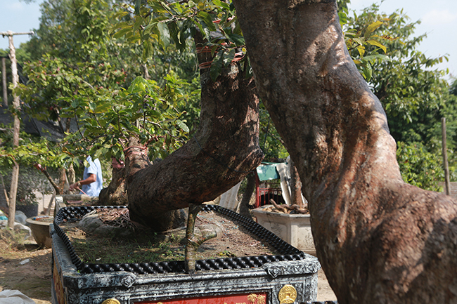 Cặp Tiên đồng ngọc nữ giá tiền tỷ của ông vua mai vàng Yên Tử-10