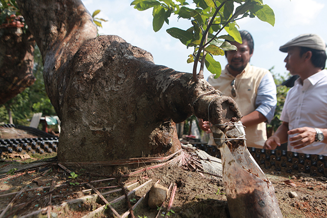 Cặp Tiên đồng ngọc nữ giá tiền tỷ của ông vua mai vàng Yên Tử-14