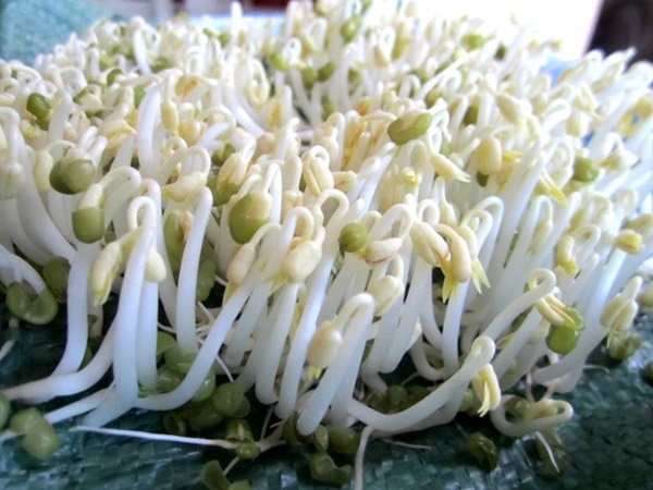 Không được ăn giá đỗ sống ngay cả khi tự tay làm vì có thể khiến cơ thể nhiễm loại vi khuẩn kháng tất cả kháng sinh: Chuyên gia nói gì về điều này?-1