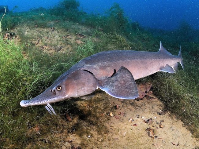 Nuôi con 5 năm mới rõ giới tính rồi lấy trứng bán giá 800 triệu/kg-1