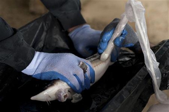 Nuôi con 5 năm mới rõ giới tính rồi lấy trứng bán giá 800 triệu/kg-12