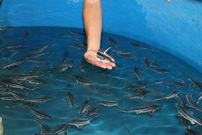 Nuôi con 5 năm mới rõ giới tính rồi lấy trứng bán giá 800 triệu/kg-2