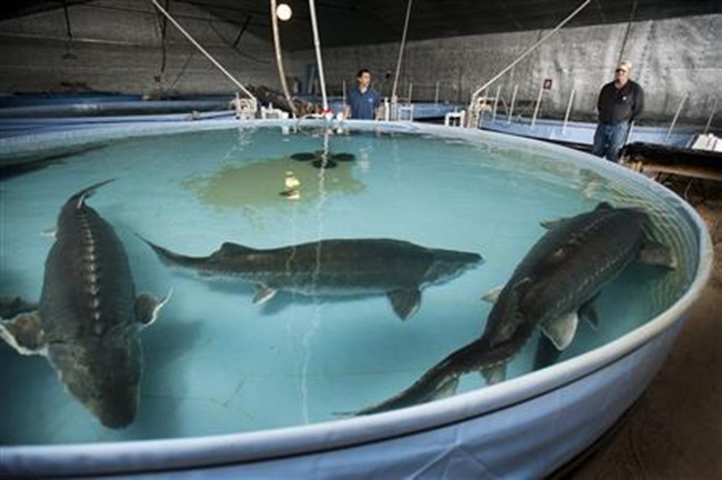 Nuôi con 5 năm mới rõ giới tính rồi lấy trứng bán giá 800 triệu/kg-4