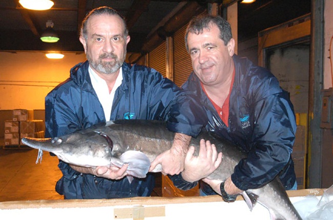 Nuôi con 5 năm mới rõ giới tính rồi lấy trứng bán giá 800 triệu/kg-7