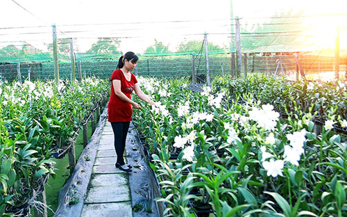 Nguyễn Tấn Lên Thành công với mô hình trồng lan trên mái nhà và những chia  sẻ về câu chuyện khởi nghiệp từ hoa phong lan lan Var