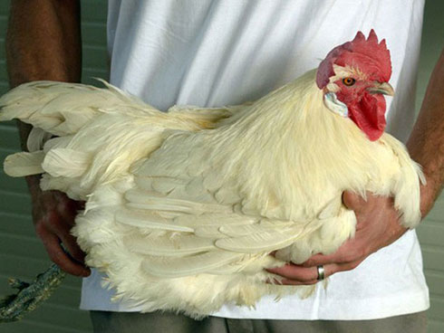 Khốn khổ gà rẻ như rau, lại thêm điềm báo phá sản nguy hiểm-3