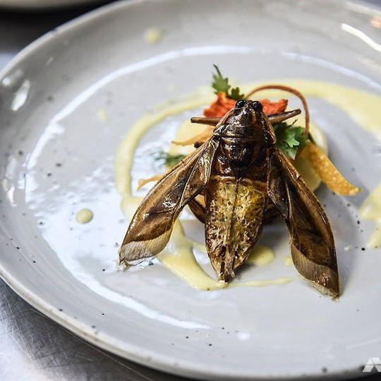 Côn trùng được phục vụ tại khách sạn 5 sao như đặc sản-2