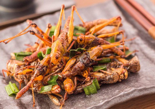 Côn trùng được phục vụ tại khách sạn 5 sao như đặc sản-8
