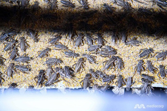 Côn trùng được phục vụ tại khách sạn 5 sao như đặc sản-11