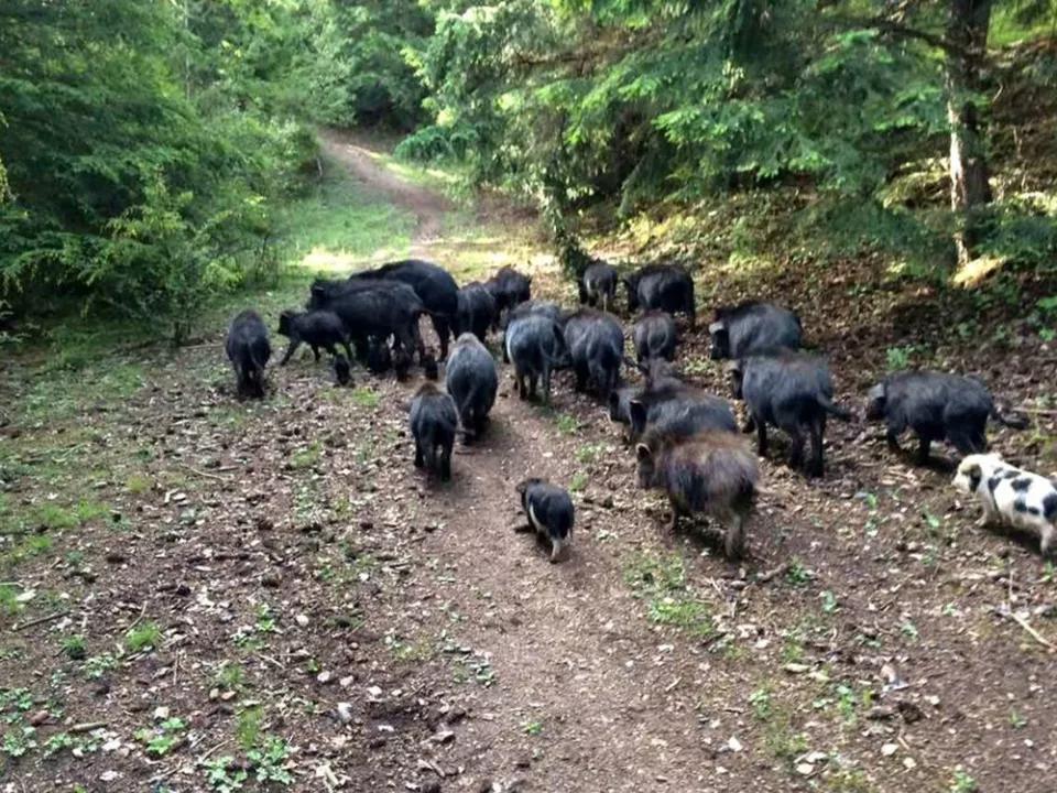 Giống lợn ăn nhân sâm, đông trùng hạ thảo,... giá 6,5 triệu đồng/kg-2