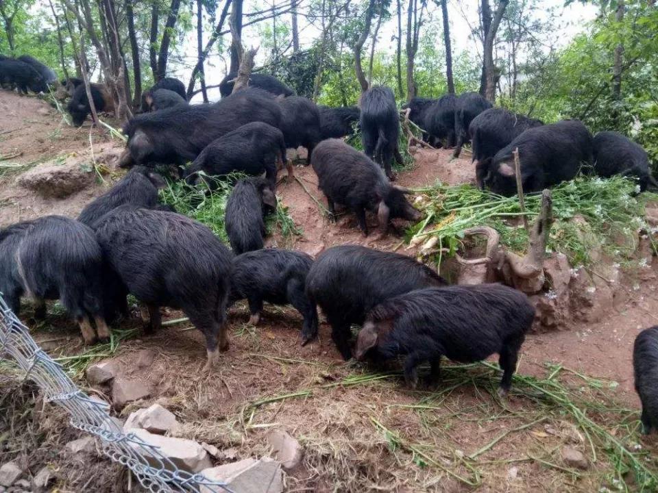 Giống lợn ăn nhân sâm, đông trùng hạ thảo,... giá 6,5 triệu đồng/kg-3