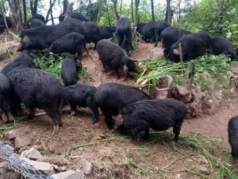 3 loài lợn quái vật: Loại như cừu, có vòi, dáng dị chưa từng thấy-13