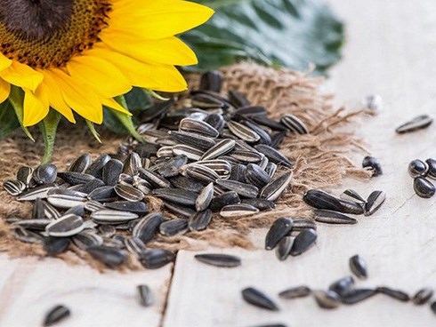 Những lý do sau đã đủ để bạn thấy vì sao nên chăm chỉ ăn hạt hướng dương