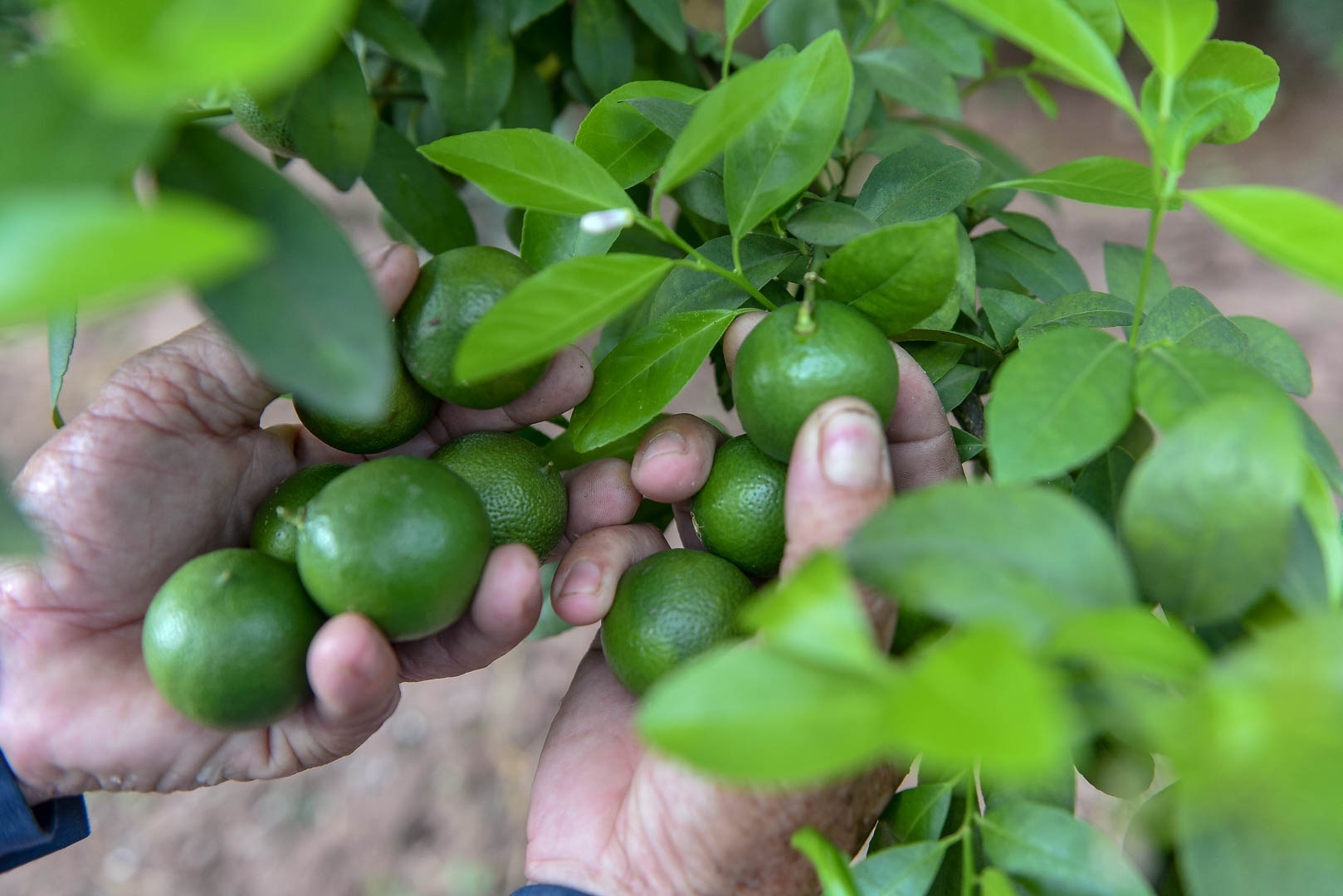 Hóng chuyện ở chợ, 7 năm sau anh nông dân đã thành tỷ phú-2