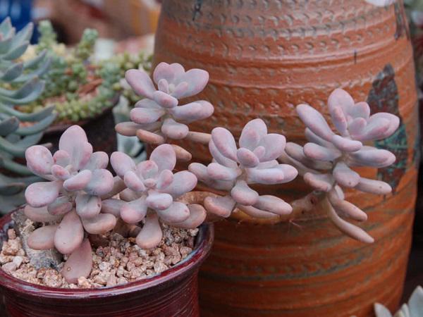 Dân tình phát sốt với dàn cây cảnh mini, trông xa ngỡ như đá quý-11