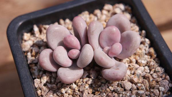 Dân tình phát sốt với dàn cây cảnh mini, trông xa ngỡ như đá quý-3