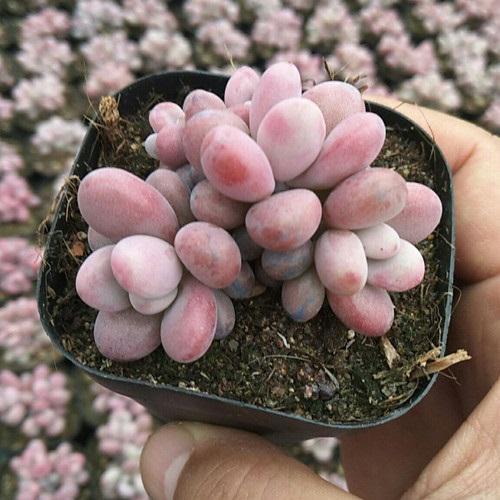 Dân tình phát sốt với dàn cây cảnh mini, trông xa ngỡ như đá quý-4