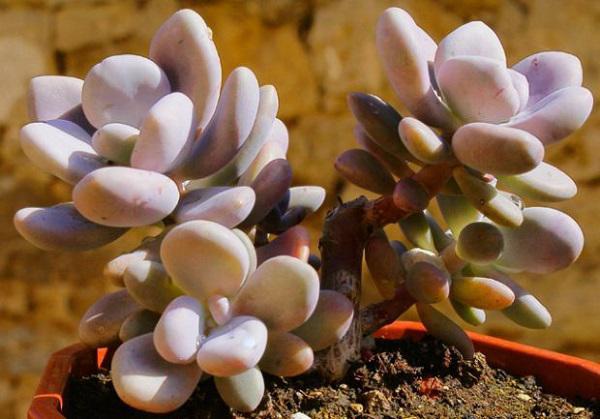 Dân tình phát sốt với dàn cây cảnh mini, trông xa ngỡ như đá quý-5