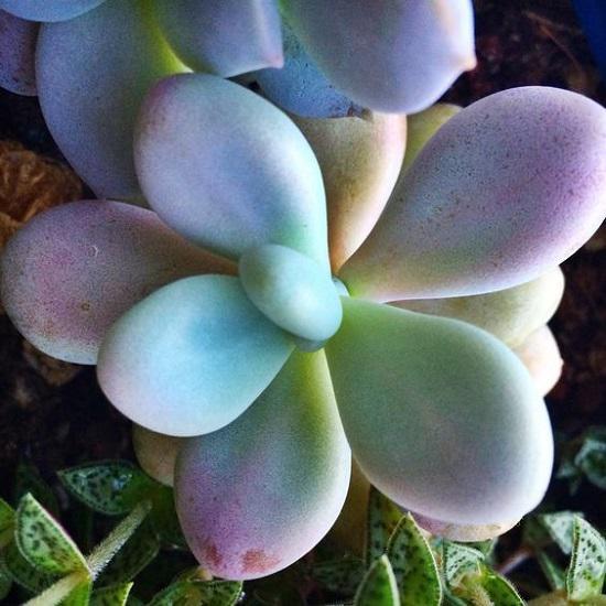 Dân tình phát sốt với dàn cây cảnh mini, trông xa ngỡ như đá quý-6