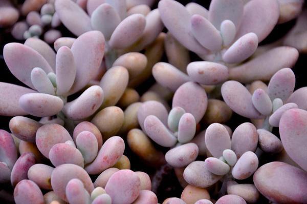 Dân tình phát sốt với dàn cây cảnh mini, trông xa ngỡ như đá quý-7