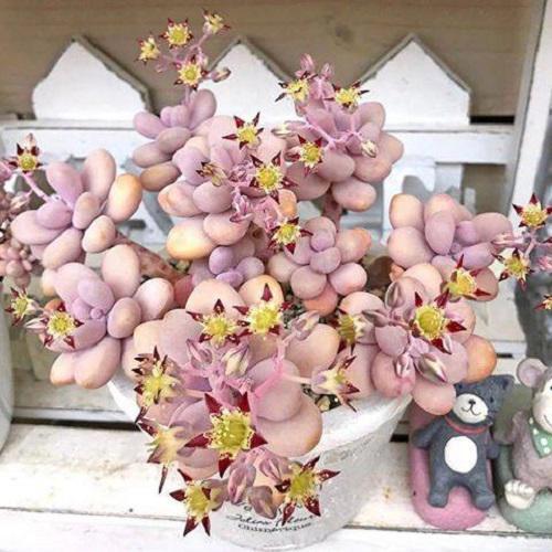 Dân tình phát sốt với dàn cây cảnh mini, trông xa ngỡ như đá quý-10