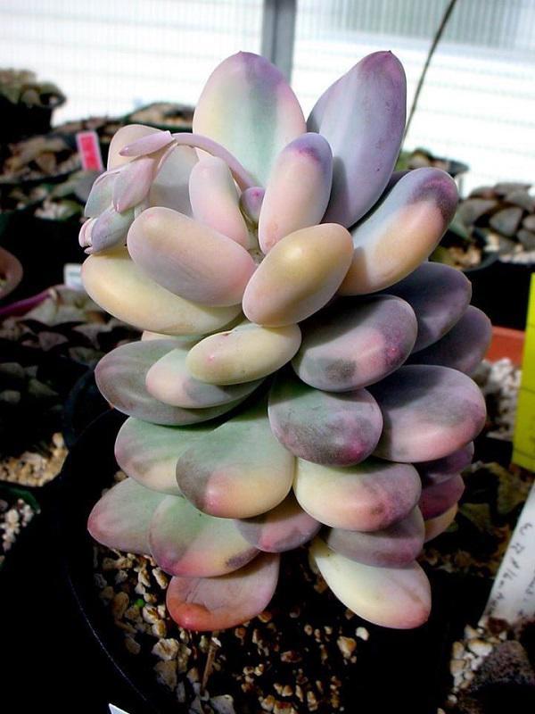 Dân tình phát sốt với dàn cây cảnh mini, trông xa ngỡ như đá quý-1