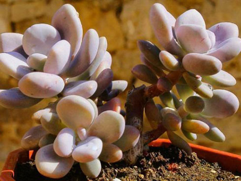 Loại cây mọc dại ở Việt Nam không ngờ lại có giá tiền tỷ tại cửa hàng này-2