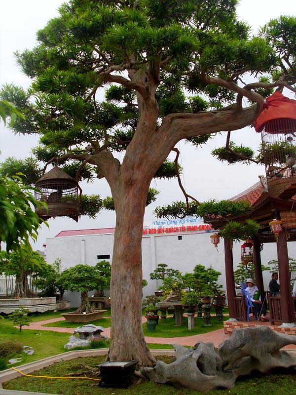 Những người tuổi Thìn hợp cây gì để đem lại nhiều tài lộc, may mắn?-3