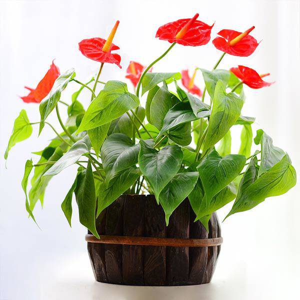 Những người tuổi Thìn hợp cây gì để đem lại nhiều tài lộc, may mắn?-8