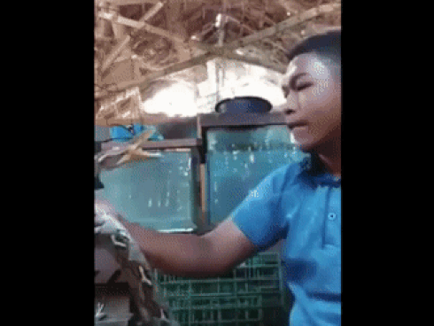 Toát mồ hôi xem cảnh chàng trai bị rắn đuôi chuông cực độc tấn công-1